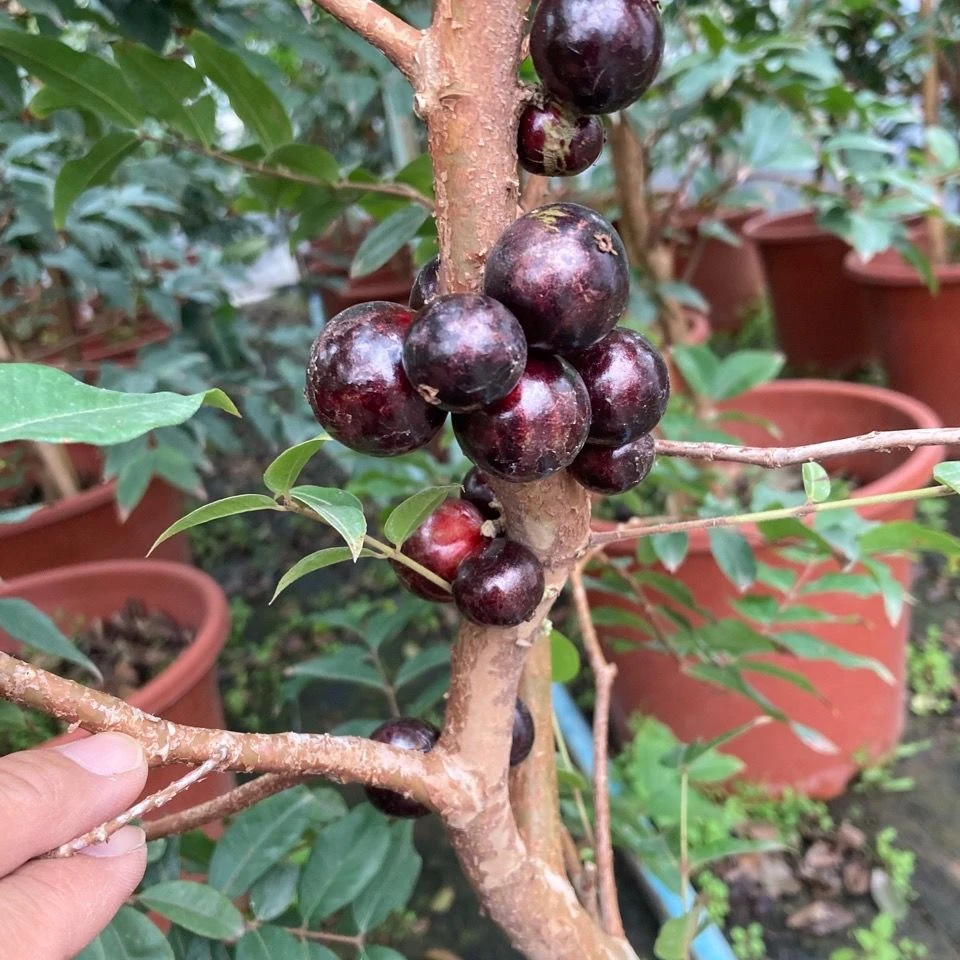 四季红妃嘉宝果树苗盆栽地栽绿植