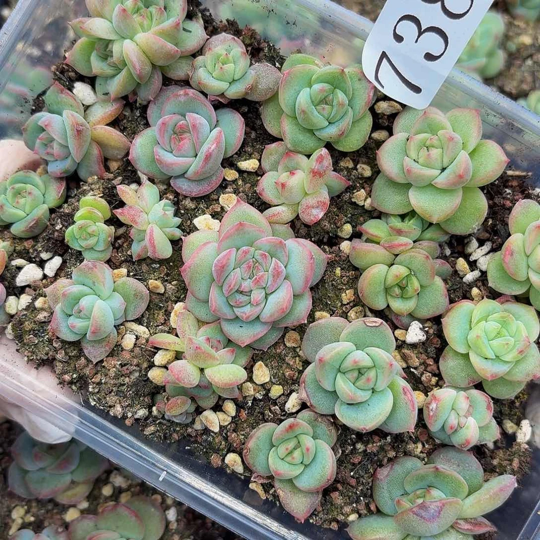 多肉植物多肉植物738