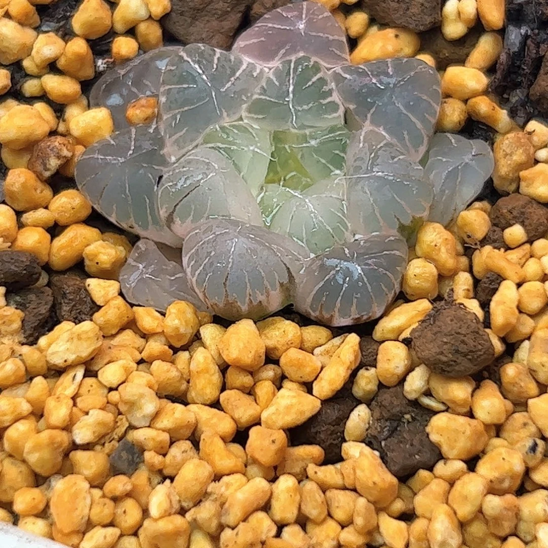 糊斑孙灯锦十二卷多肉