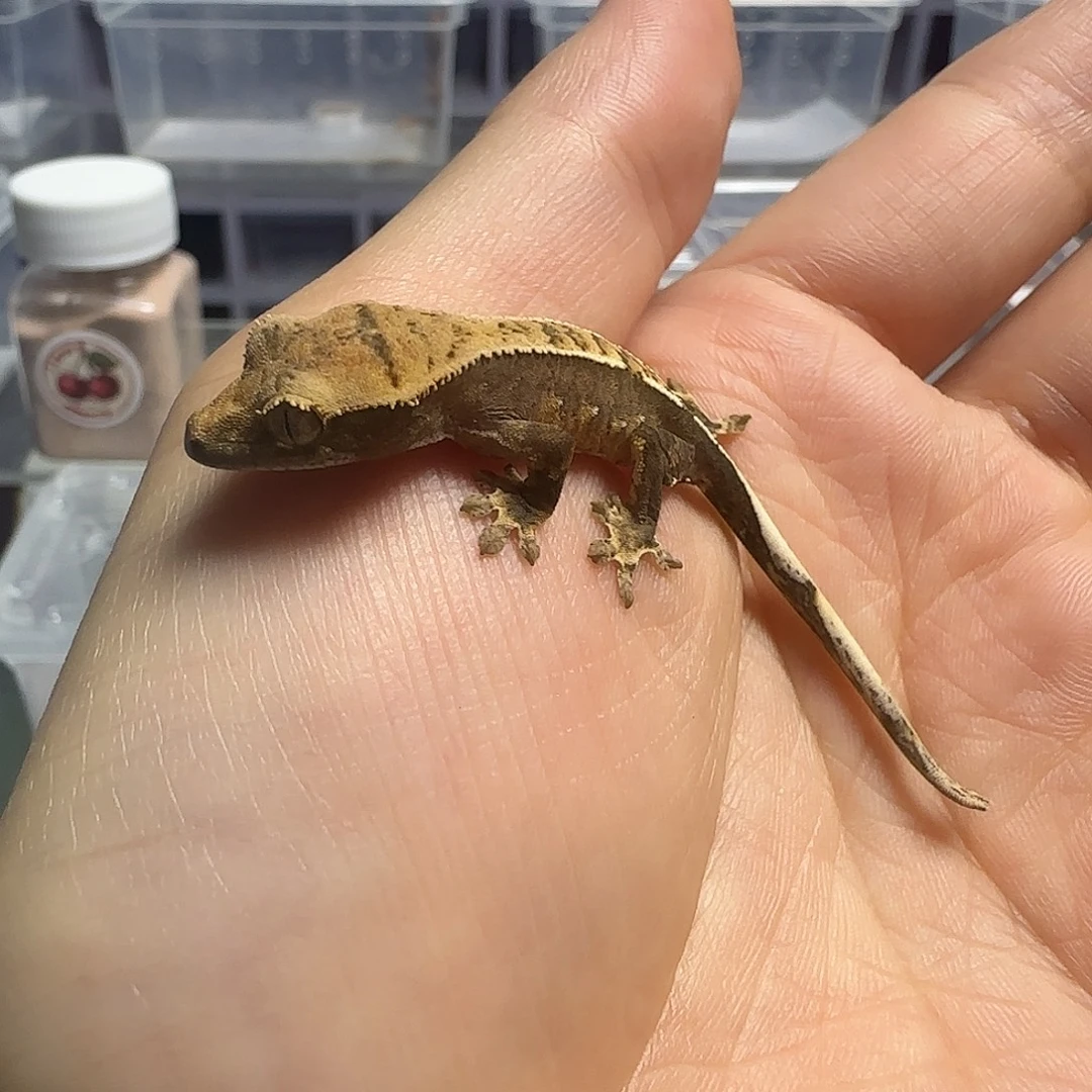 睫角守宫睫角守宫幼