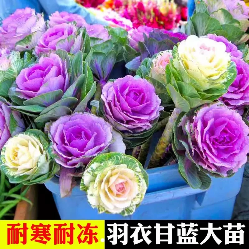 羽衣甘蓝拼盆多头盆栽老桩阳台庭院盆景设计高端花卉