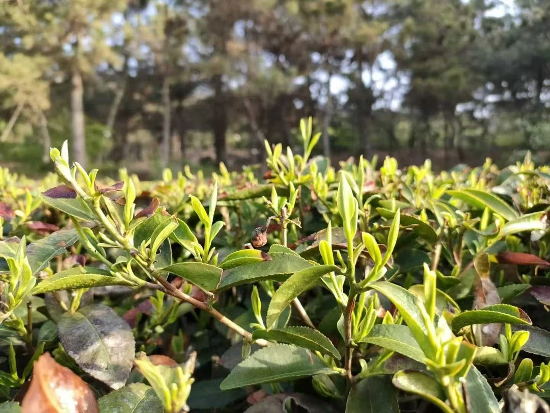 日照绿茶2025露天茶2号开园通料/鲜香回甘/不苦不涩