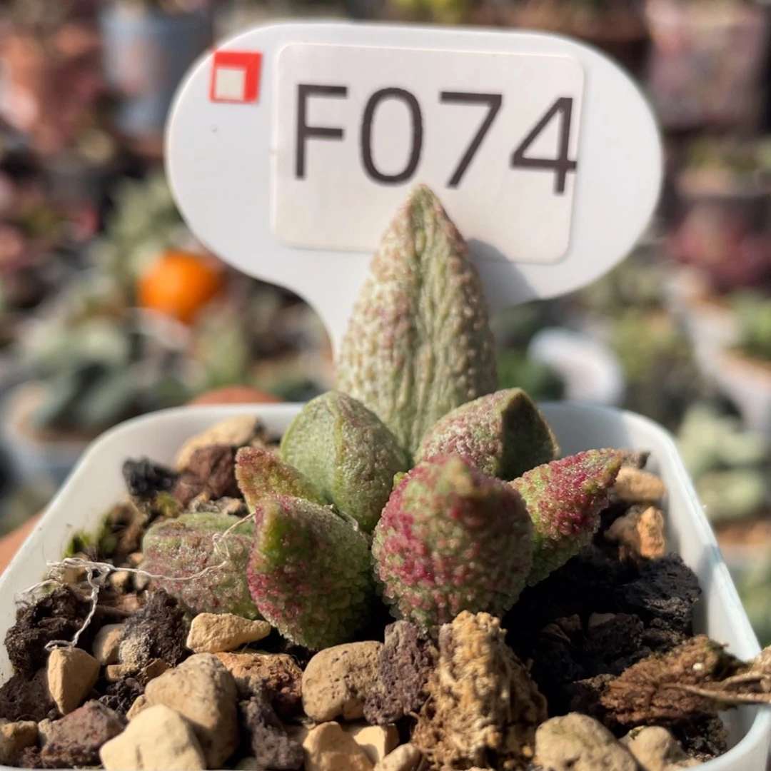 蔷*?    福利。   F074。