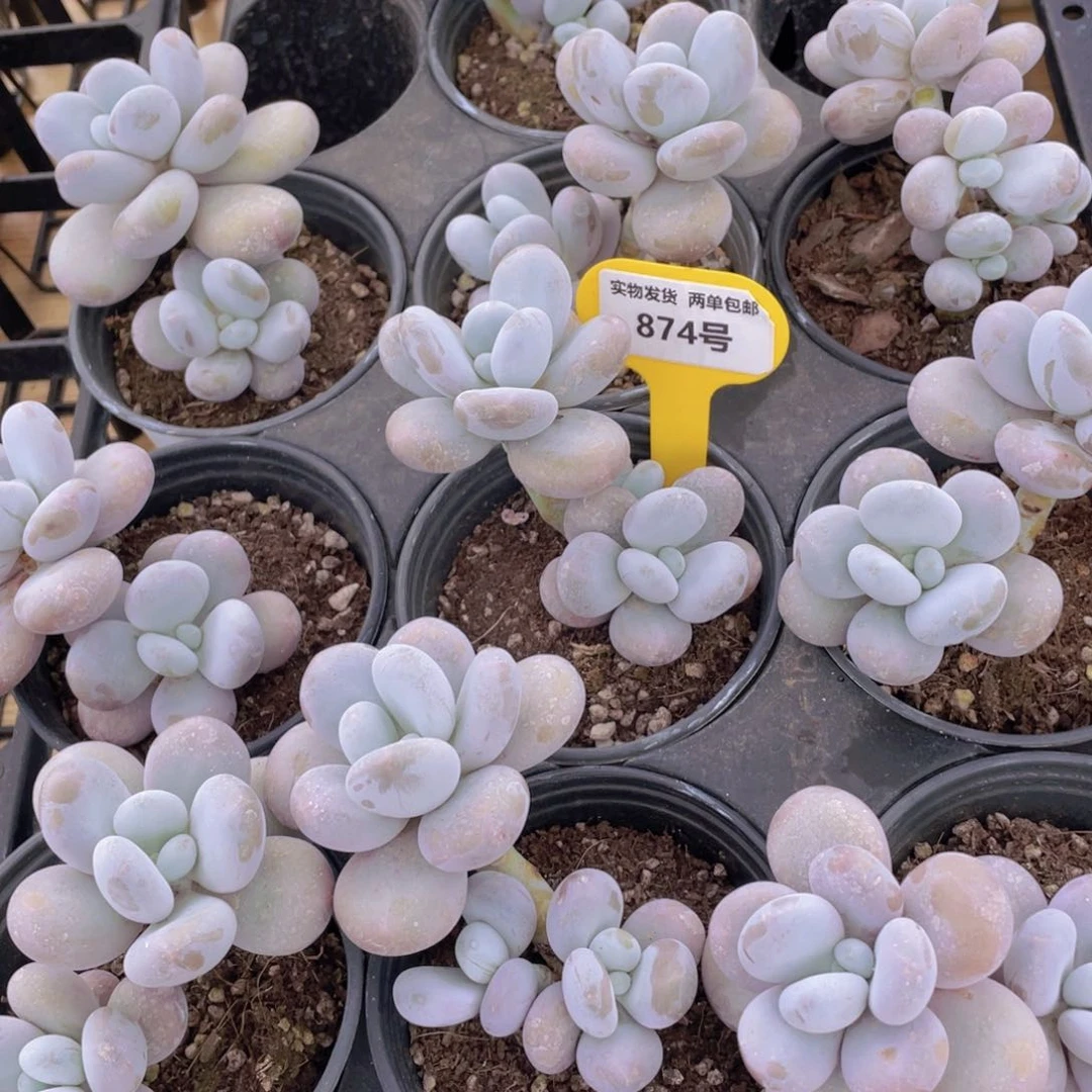 874号 老桩原始奶酪双头起一个