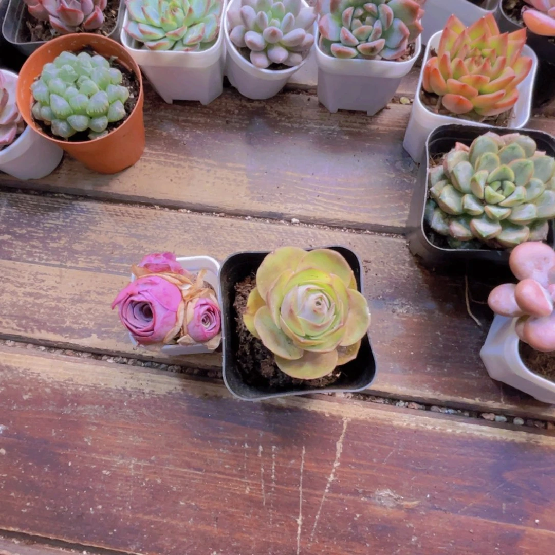 无土粉玫瑰 粉玫瑰土培