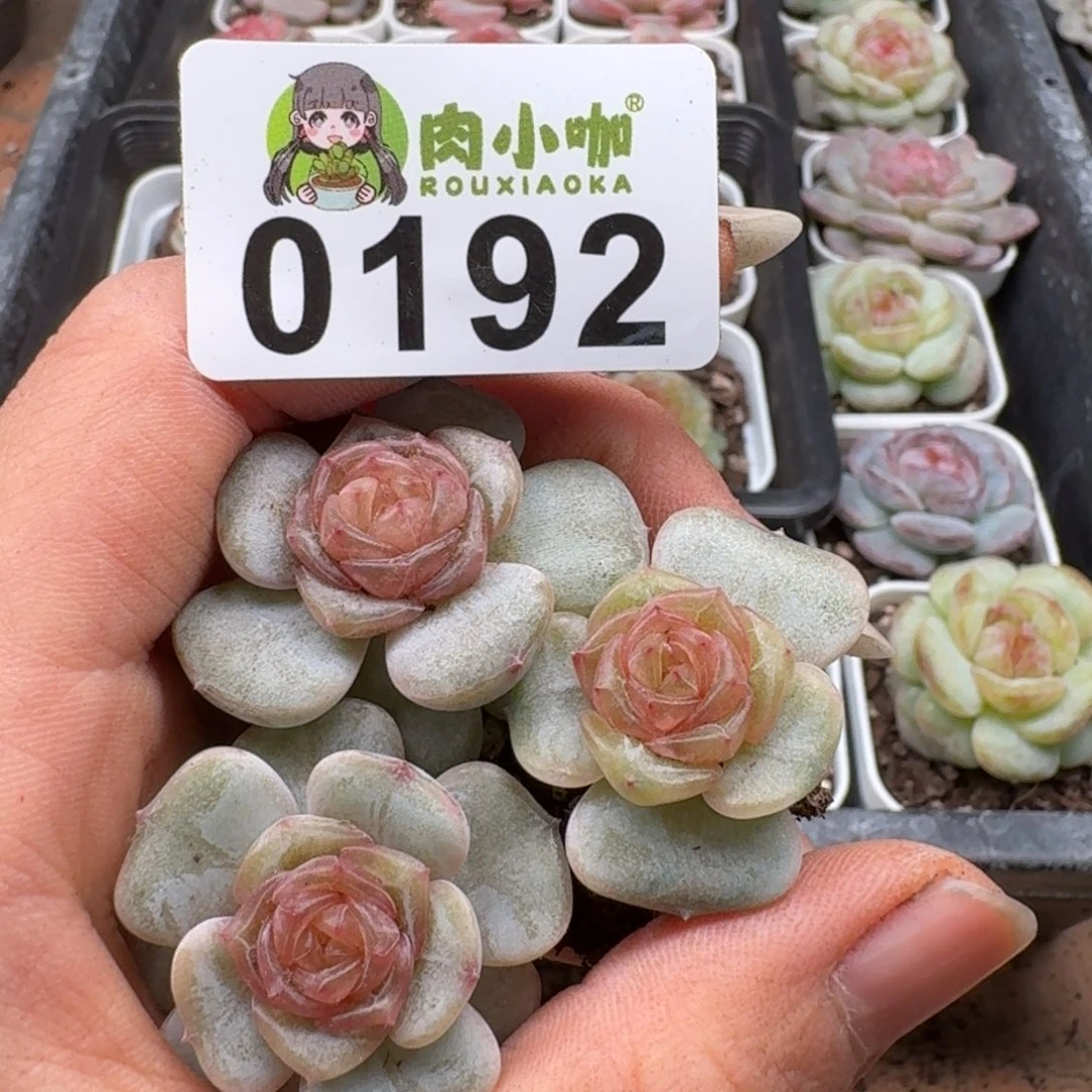 多肉植物多肉植物