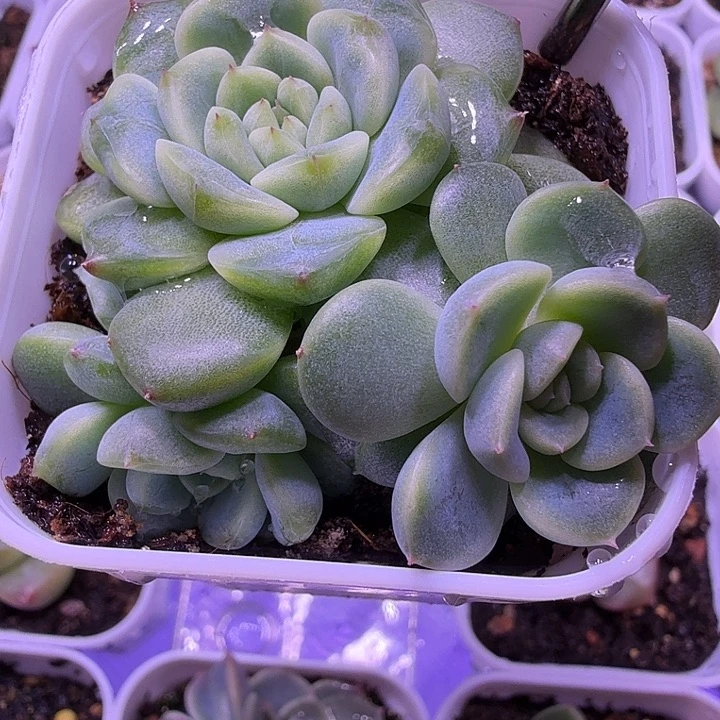 甜心p87叶插苗一物一拍