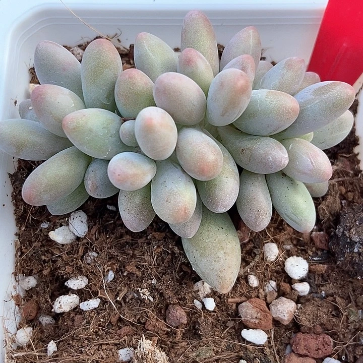 多肉植物粉色恋人743