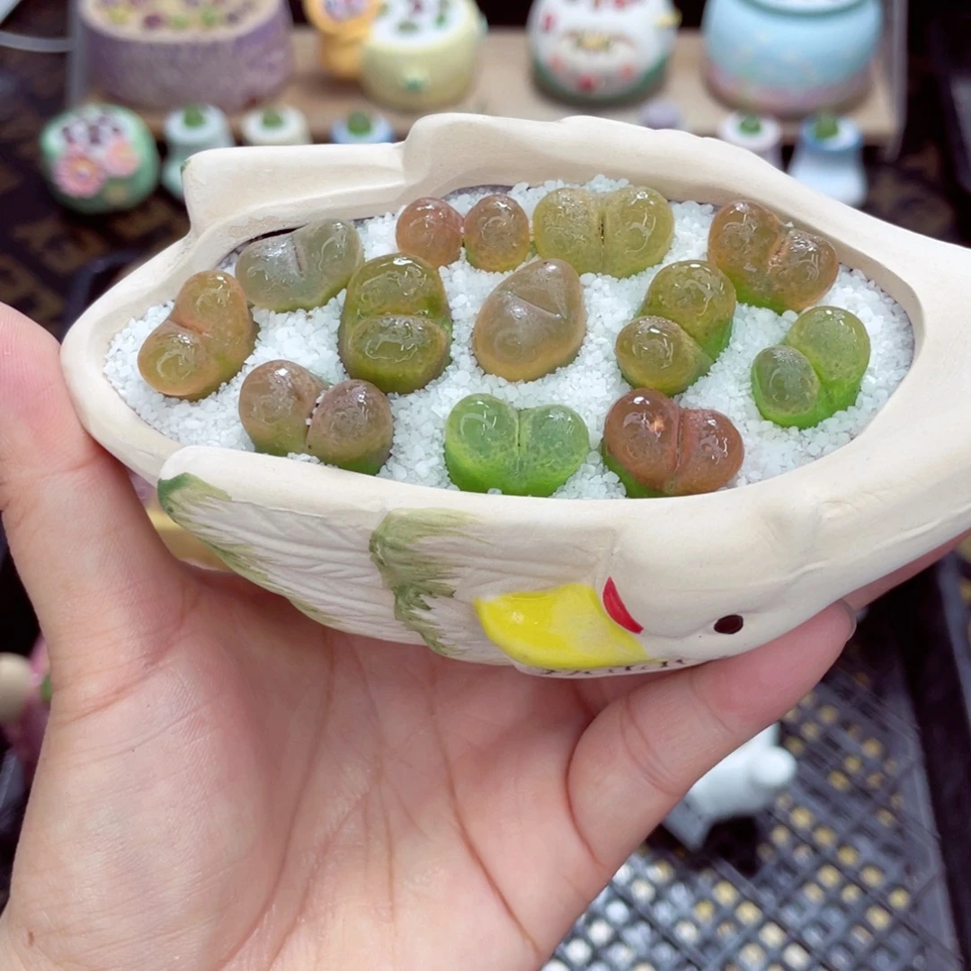 w3828 带盆土发货一物一拍
