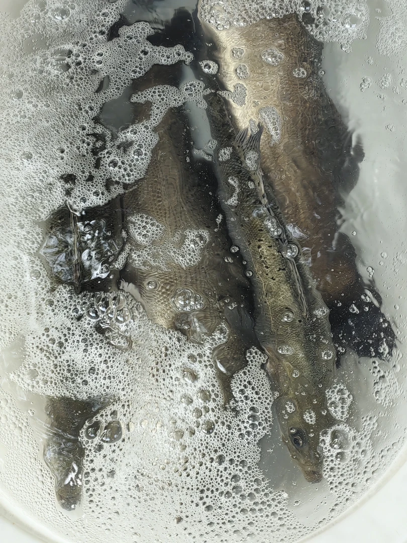 纯天然野生通江道鲈鱼