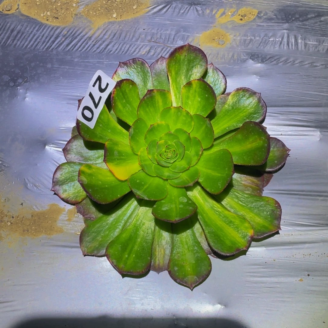 万七彩多肉植物多肉270