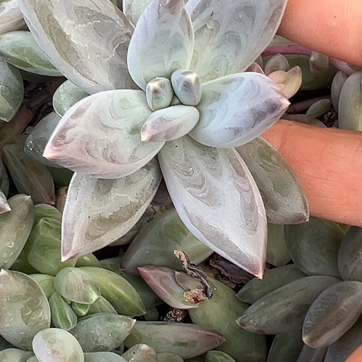 紫体雪戴利美人特价多肉