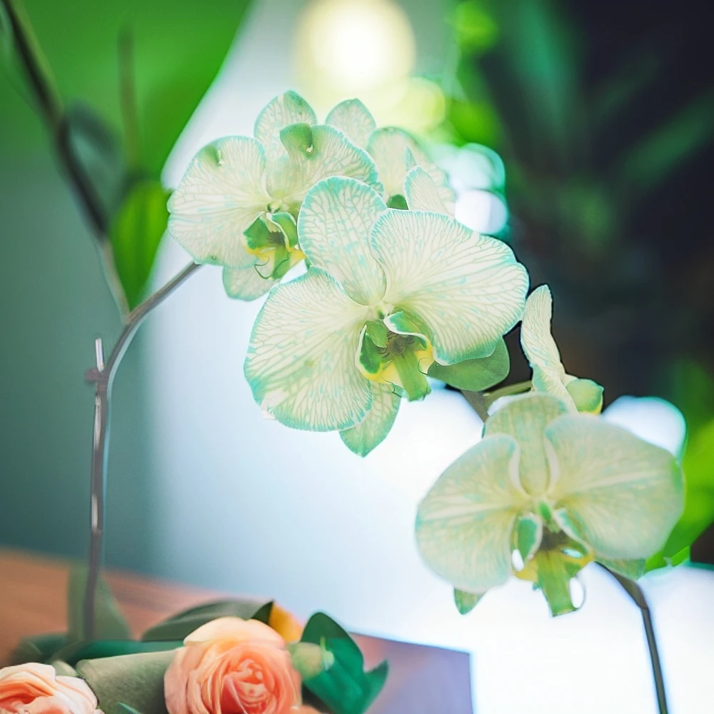 青棠-果冻绿蝴蝶兰绿植兰花盆栽