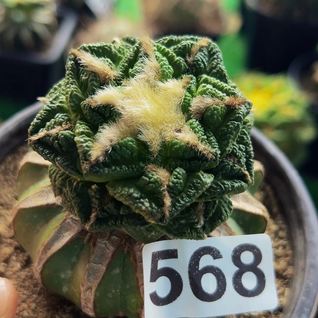 无花朵福利隔尤辛顿牡丹568