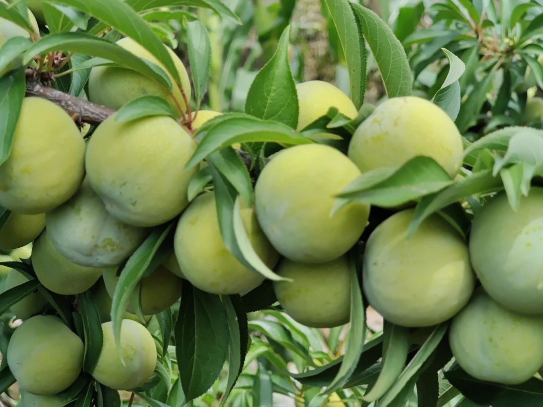 四川巴中本地李子脱骨脆甜新鲜采摘现摘现发应季水果