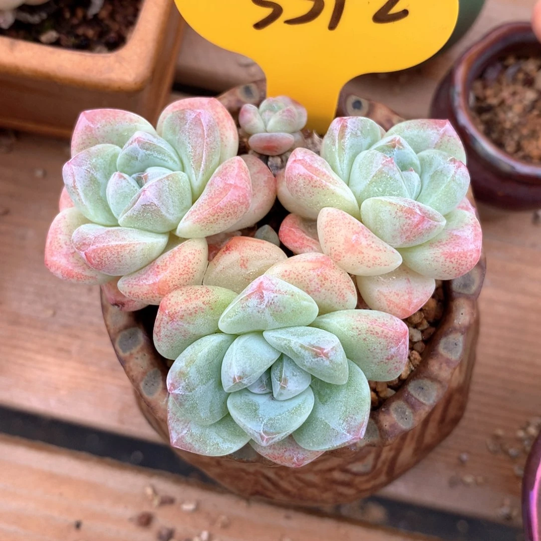 冰心冰玉3头老桩3592