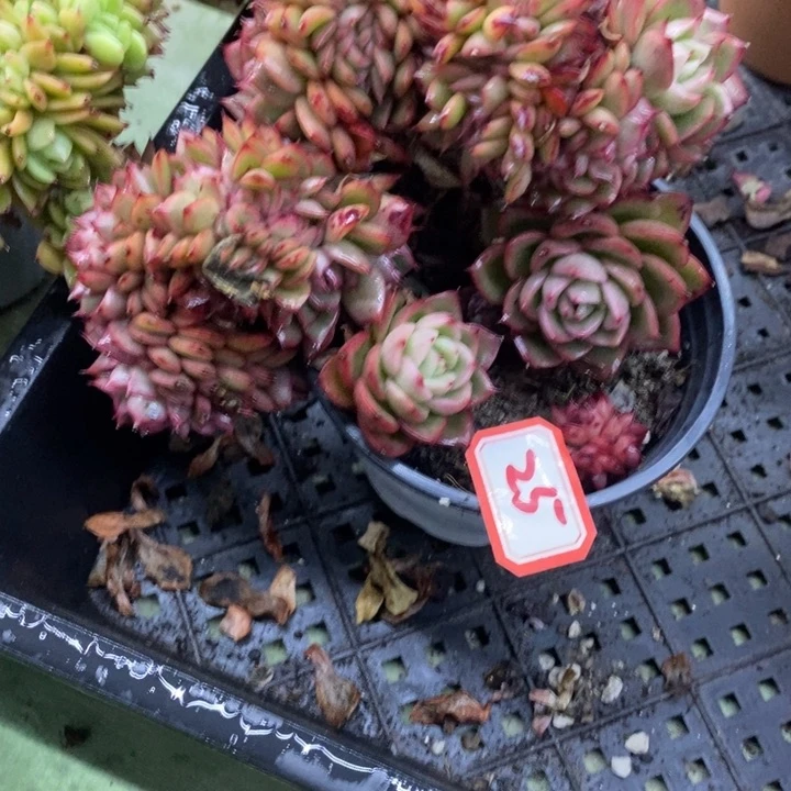 梅*玉杯多肉缀化25