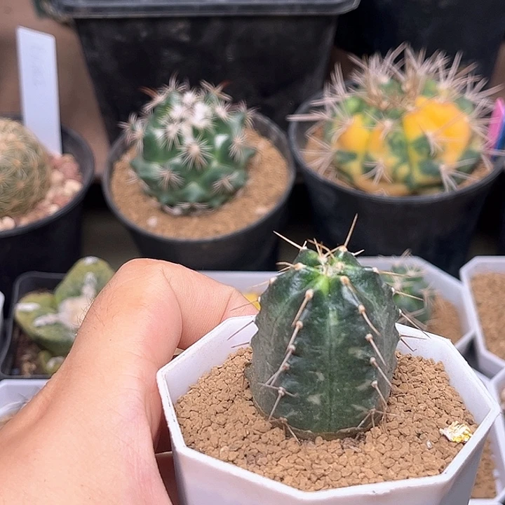 无花朵守殿玉锦实生