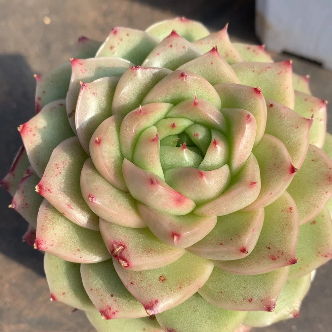 0211-65 麦杆优选