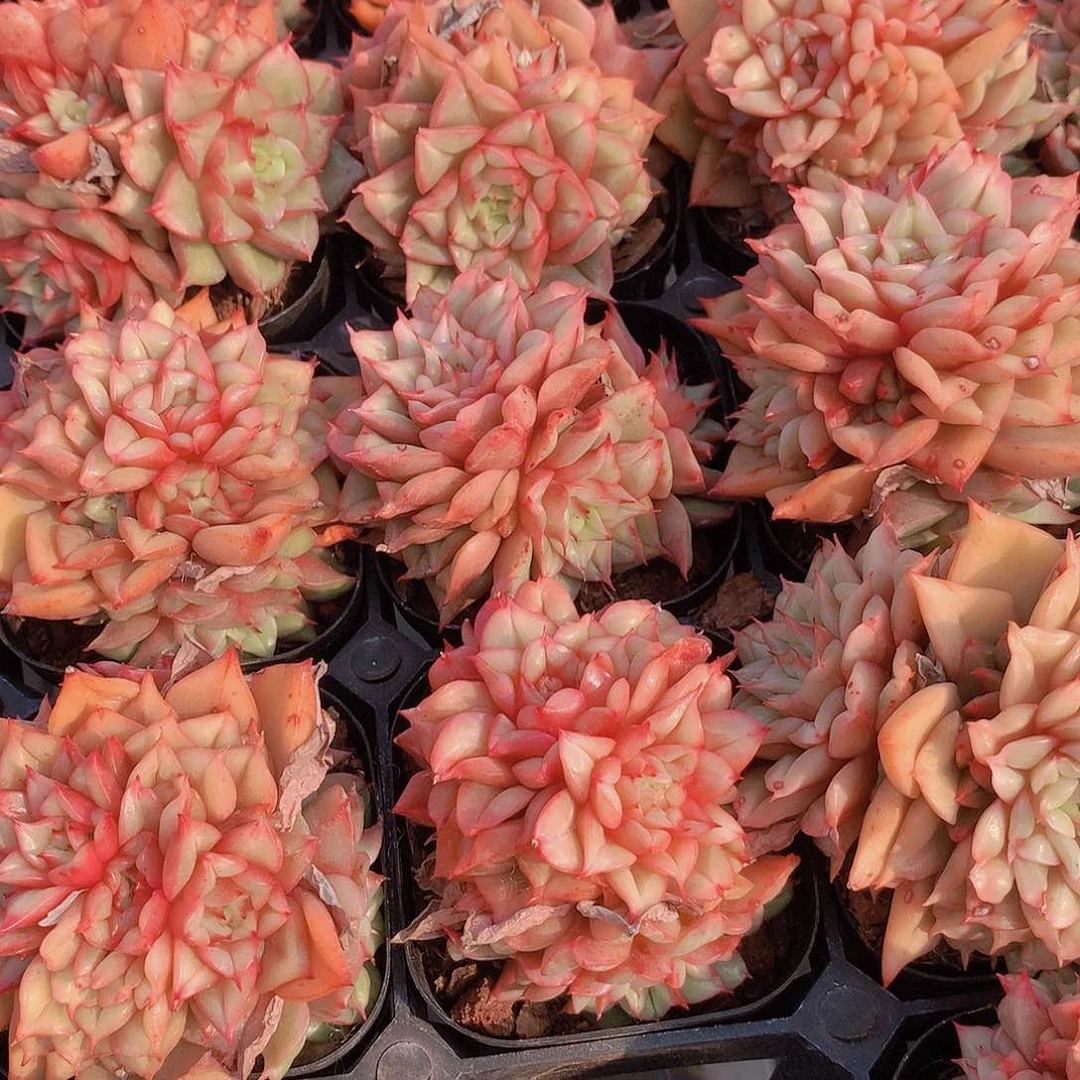 两颗特斯拉235678899900