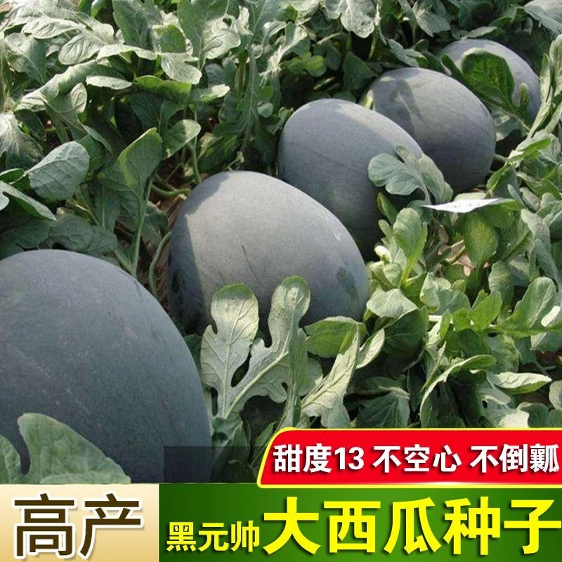 懒汉黑元帅懒汉黑霸西瓜种子黑皮果皮黑色果肉大红色大果水果种子