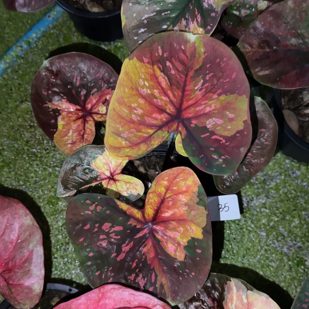 35-1116泰国发货晚安