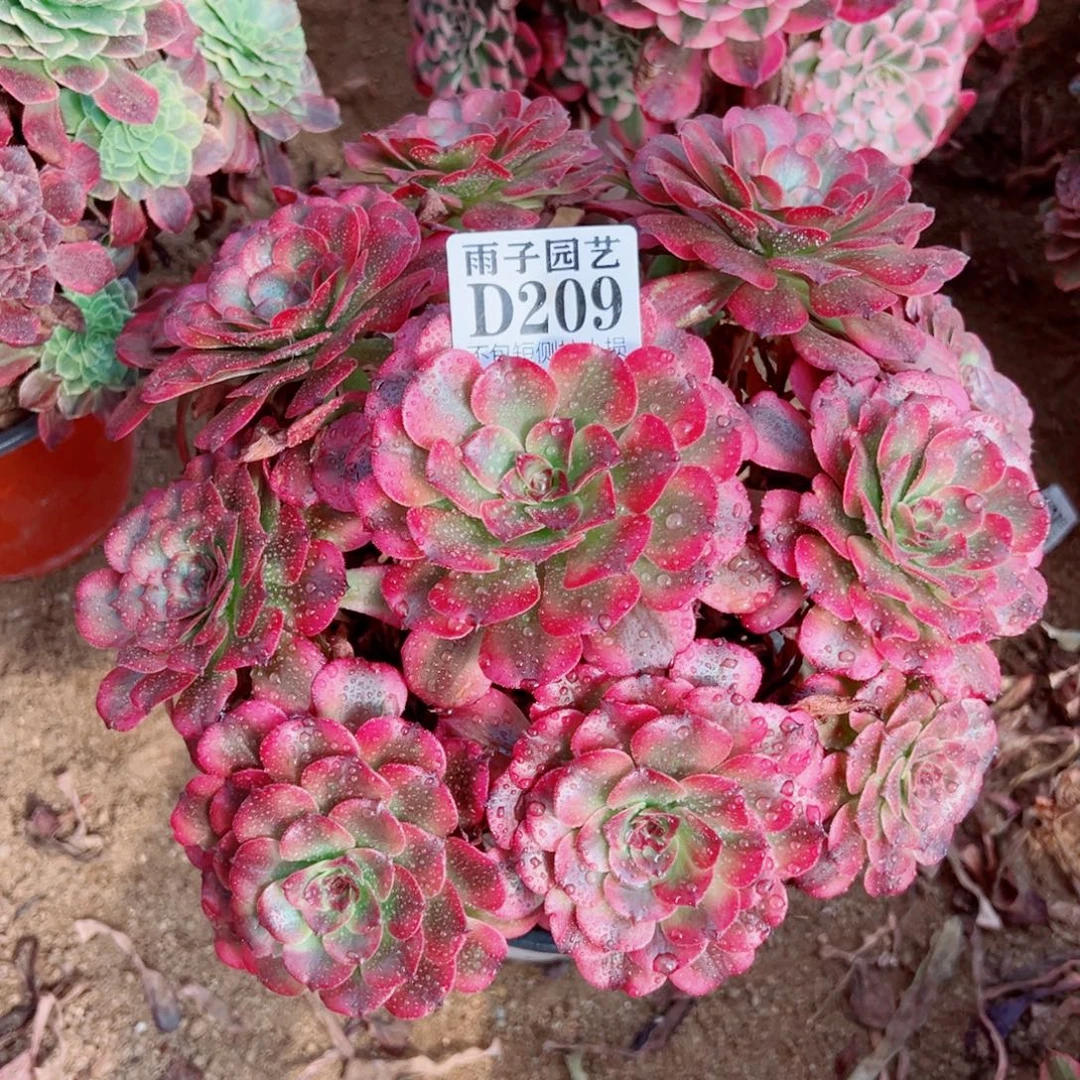 209美姬尺寸25左右