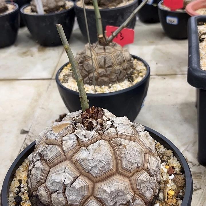 阳***光汤圆植物龟甲龙福利