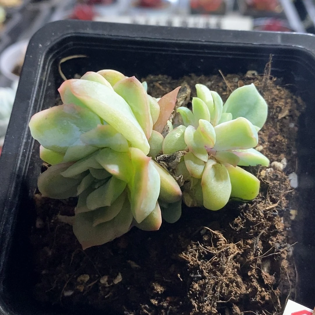 A886精美多肉泡泡纱裙