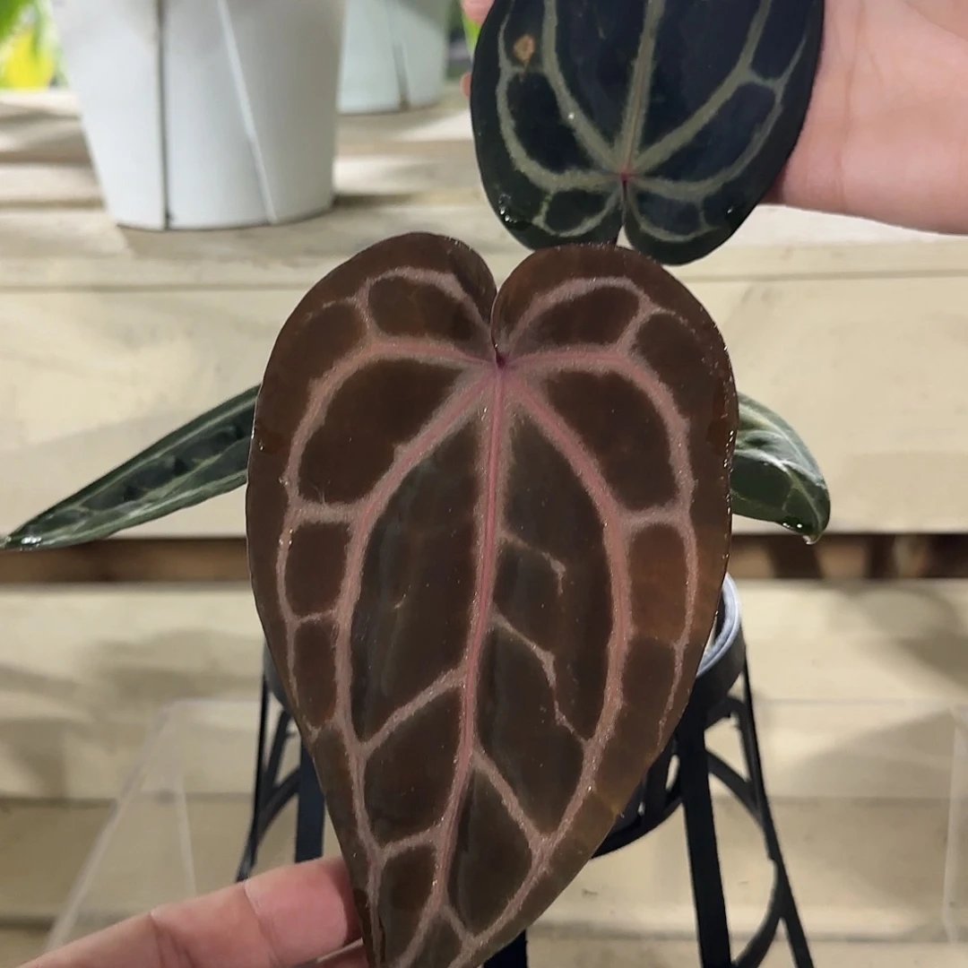 无花朵红水晶花烛