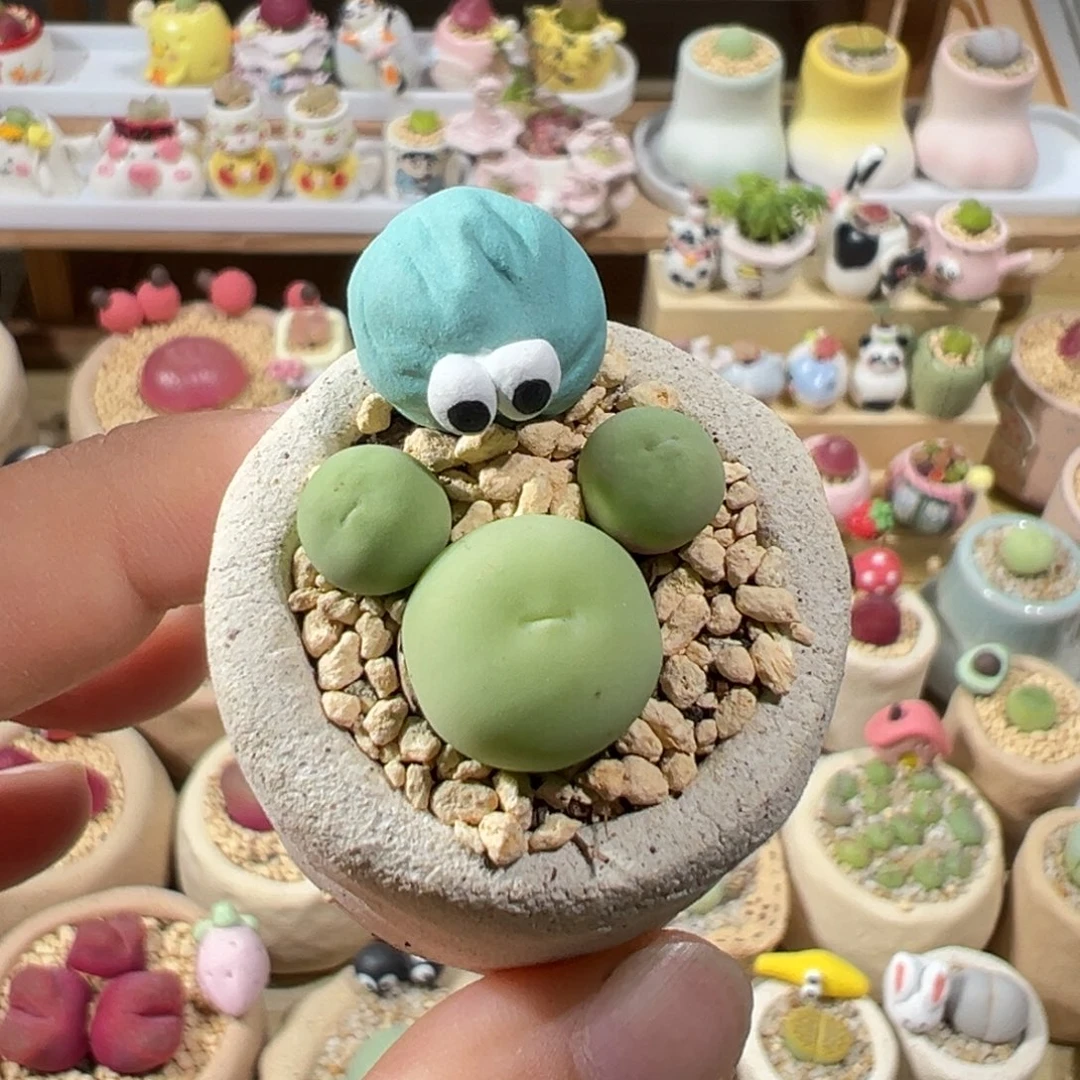 多肉植物14号鸽子蛋