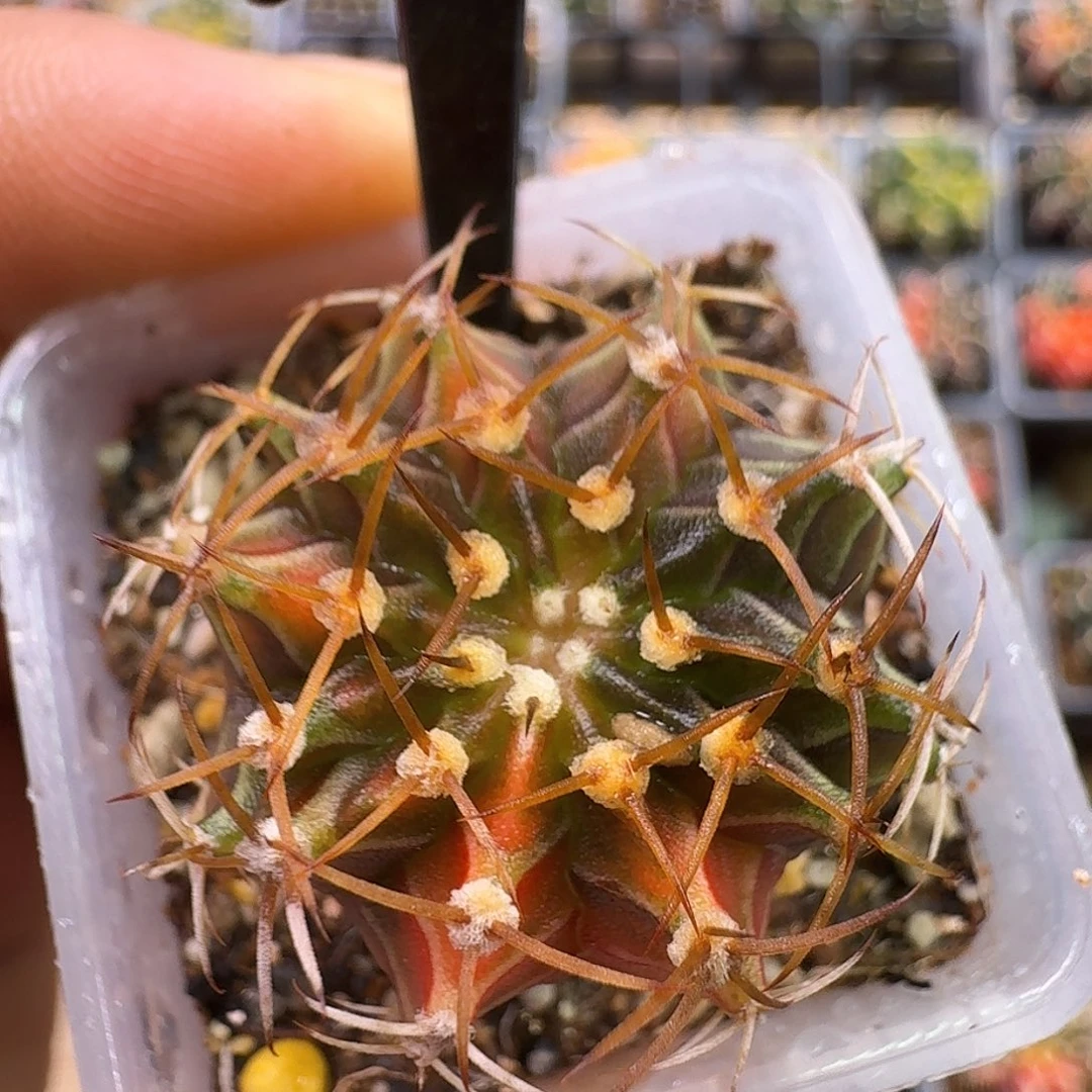 米哈实生自然锦原盆发116