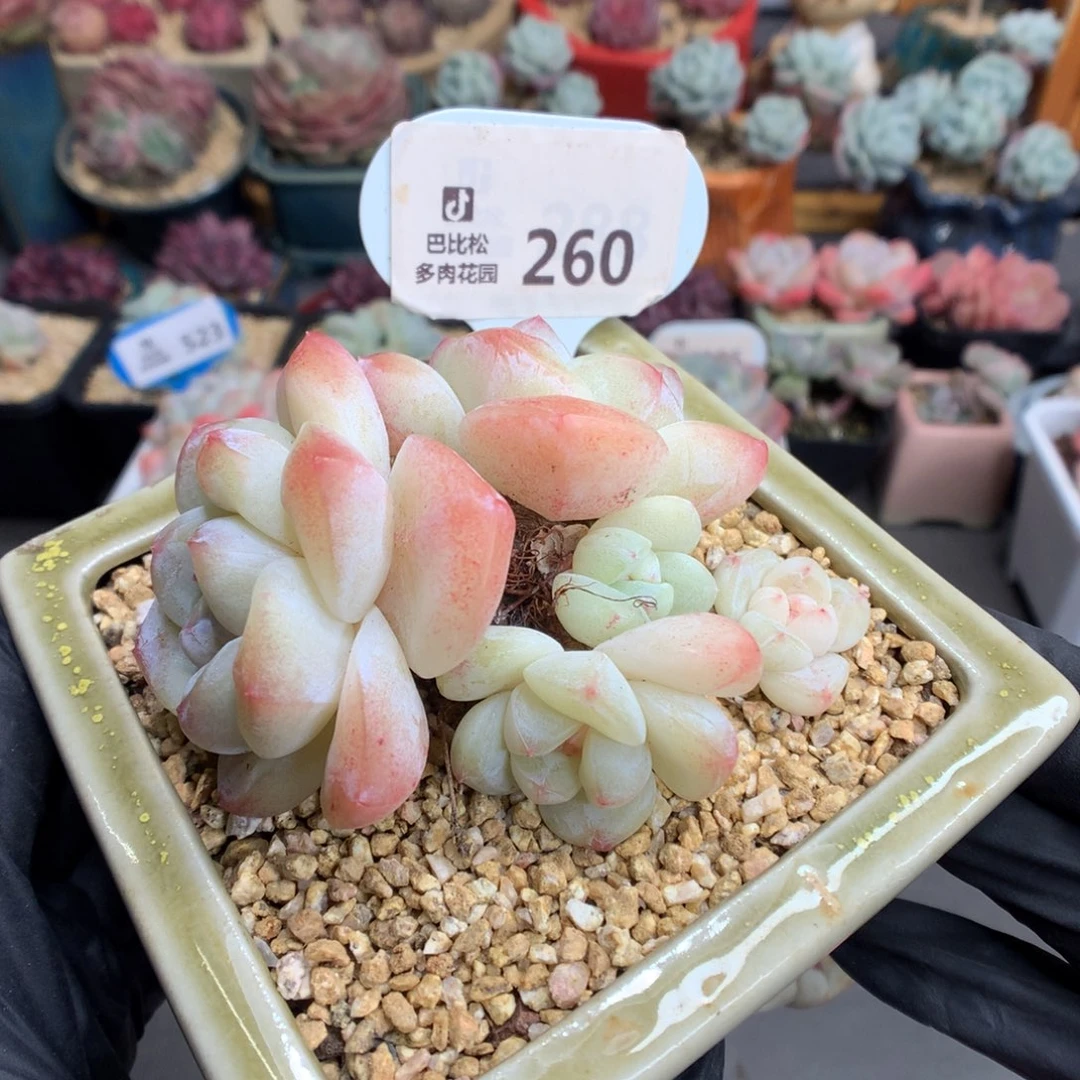苏**福260 粉透冰玉多肉