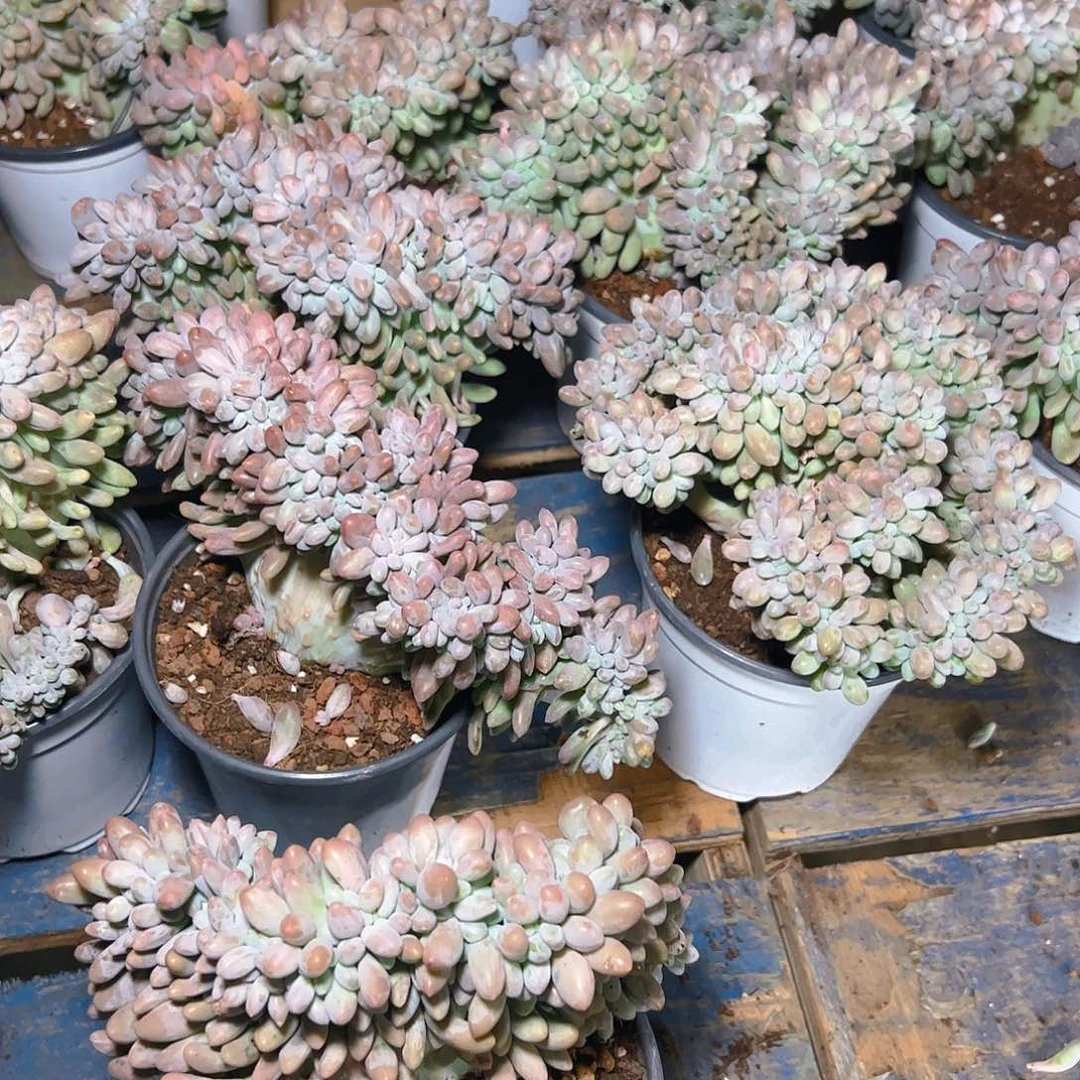 汤圆缀量拍13.8一颗