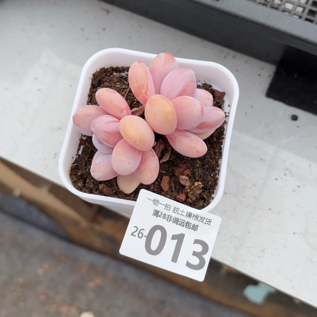 宝****女粉兔多肉多肉多肉多肉多肉