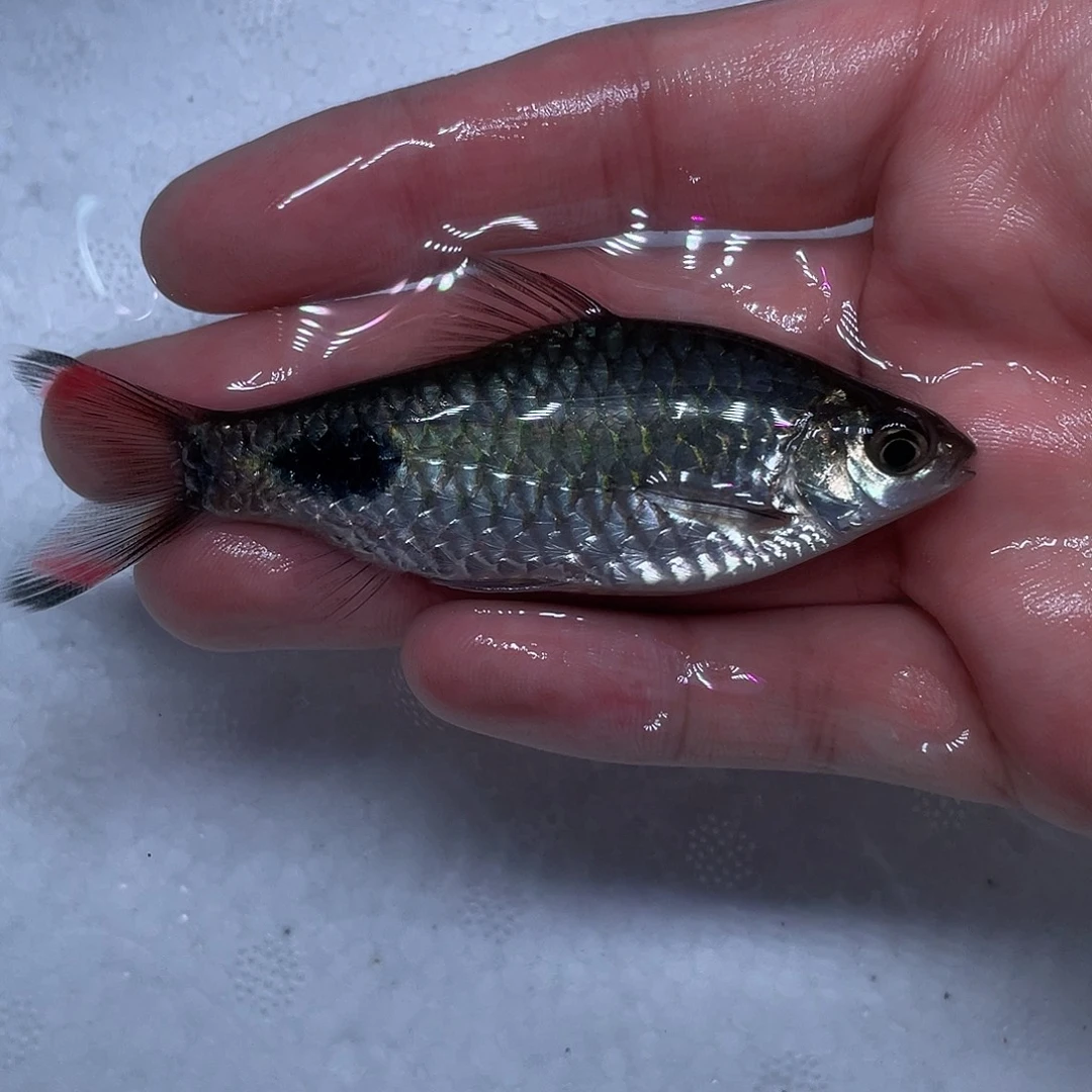 海水鱼紫红两点鲫7-8cm公