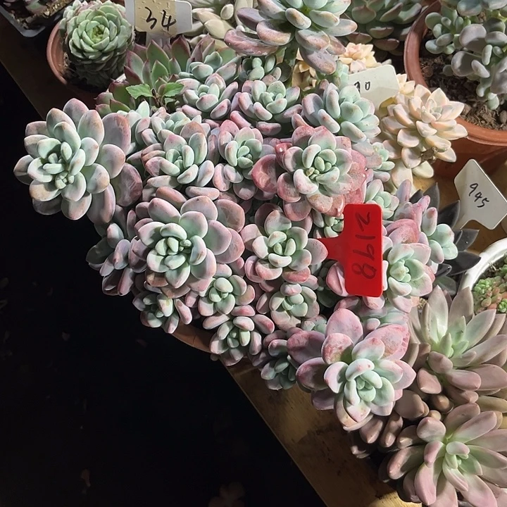 及***乐000000000000000002198