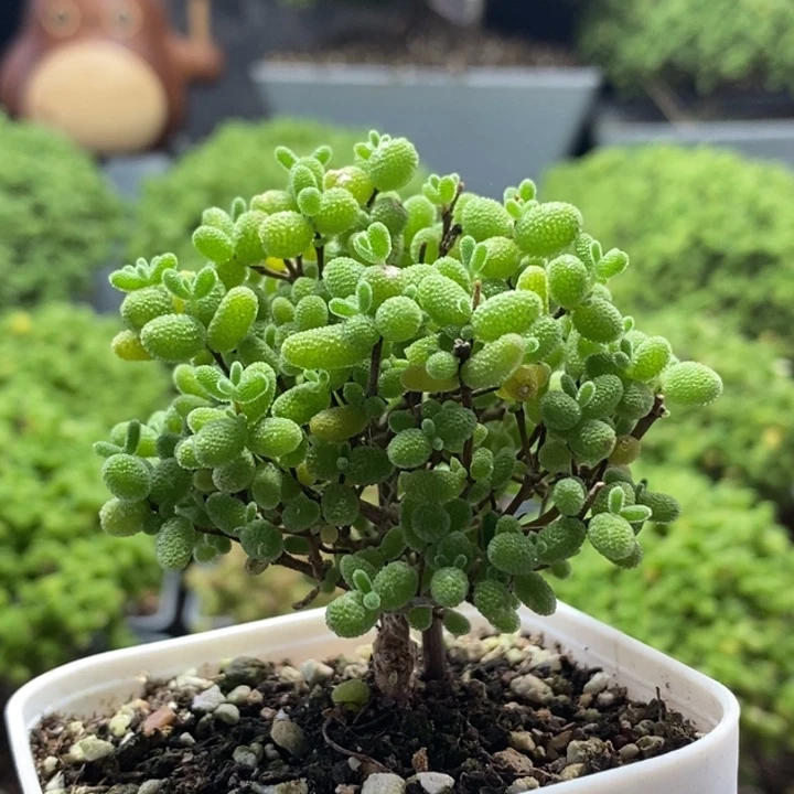 蜜橘糖球8211枝干番杏