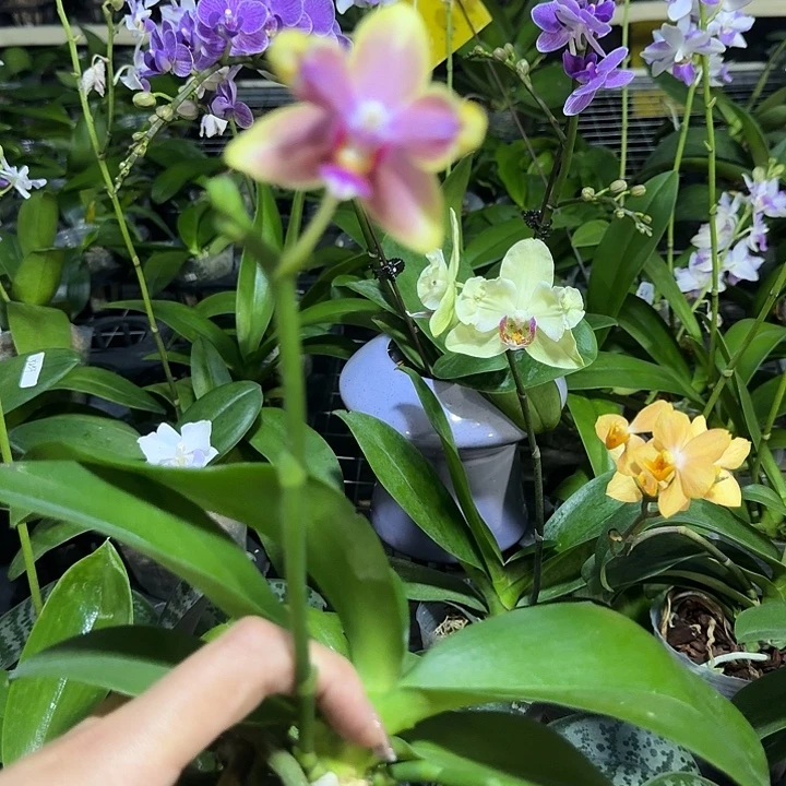 完全开放金树2变异瑕疵不售后