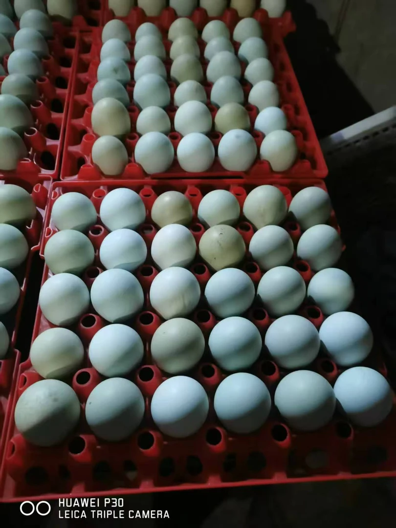 高山农家林下生态散养新鲜土鸡蛋营养美味适合早餐