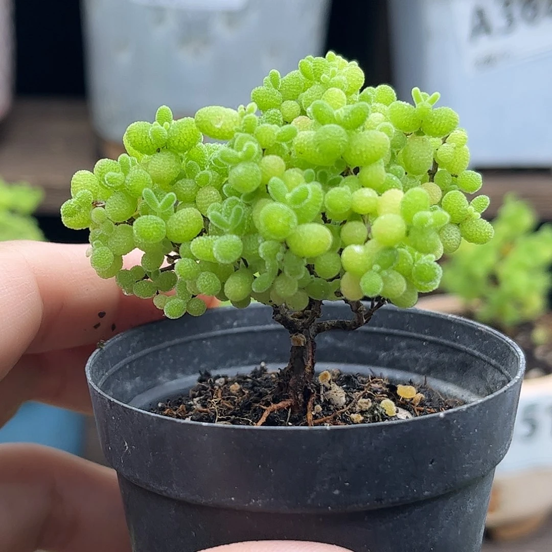 28蜜桔糖球优选枝干番杏