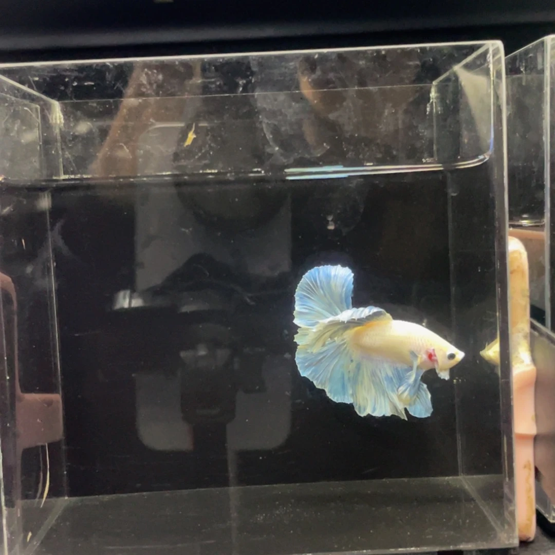 斗鱼Hahahshshsh 497