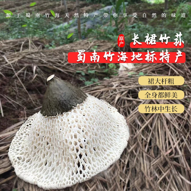 四川宜宾蜀南竹海精品长裙竹荪