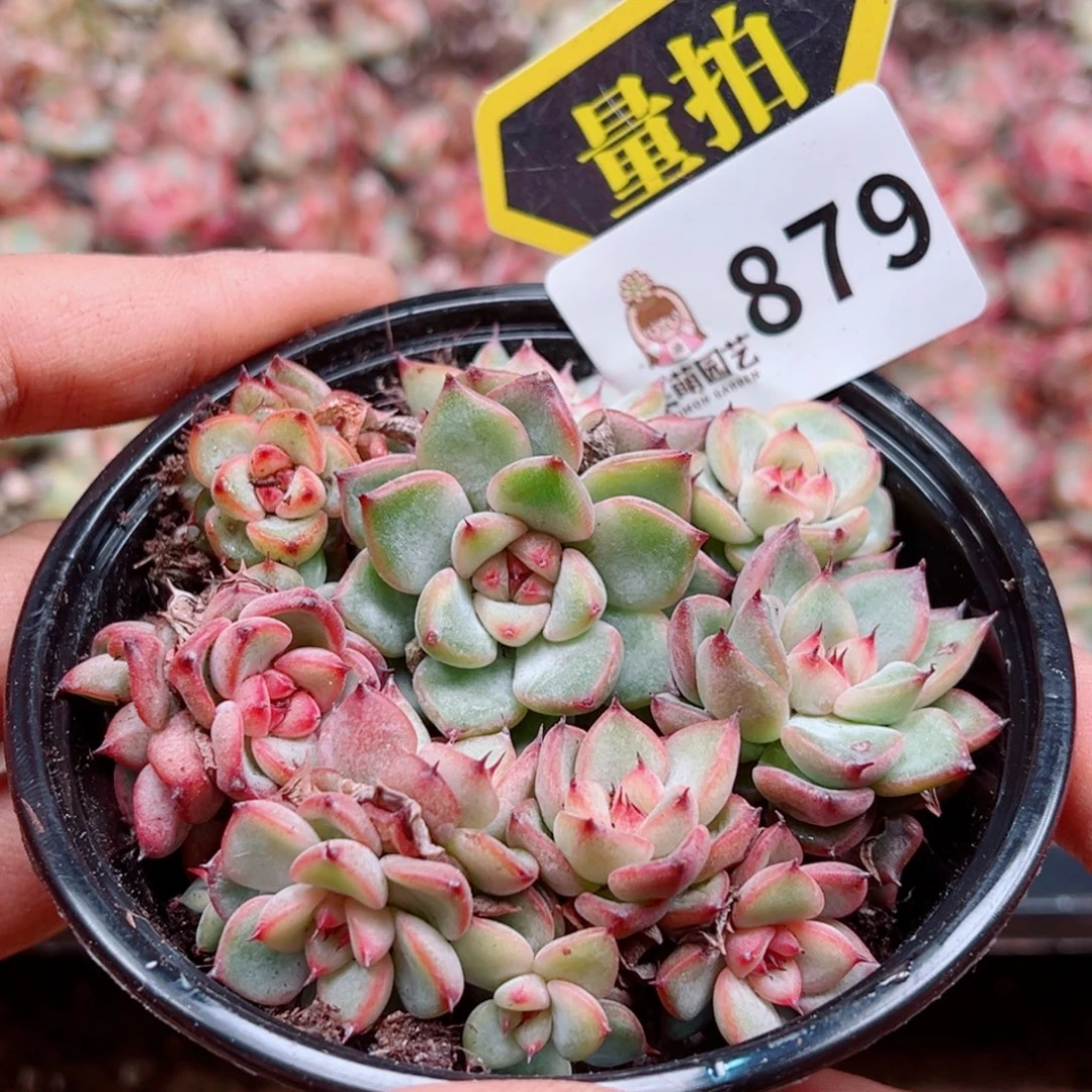 多肉植物多肉植物