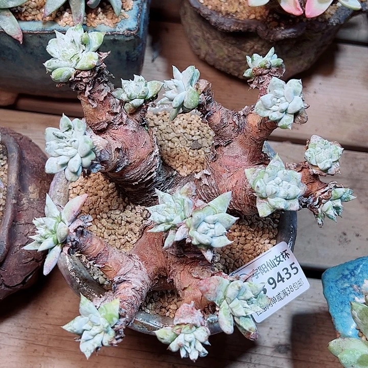 9435奴婢及纳仙女杯多肉