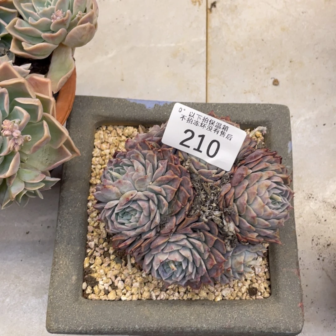 黑大帅多肉210波赛冬