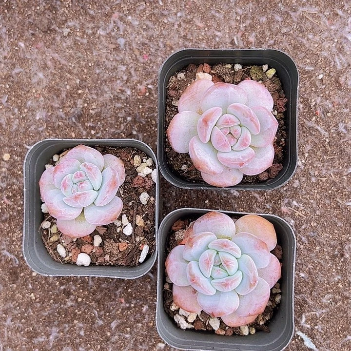 3颗一组上盆优选星影！