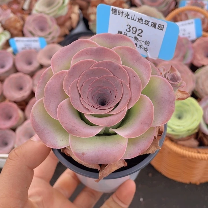 山地玫瑰392裸根发货不售后