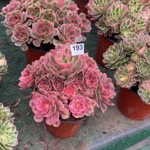 惠***容193粉女巫手捧多肉