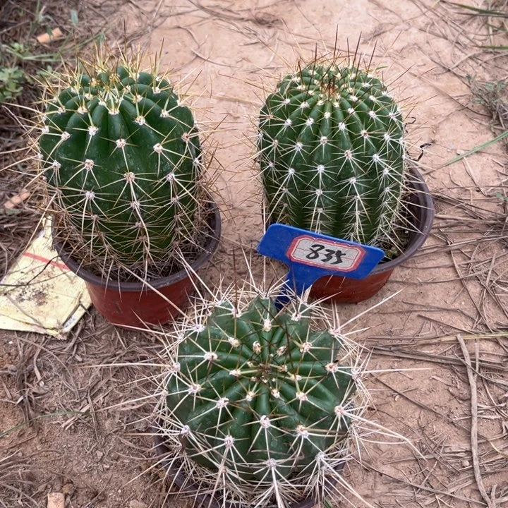 用***3835，实生毛花柱3颗盲拍